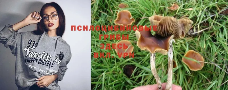 цена   Вязьма  Галлюциногенные грибы Psilocybine cubensis 